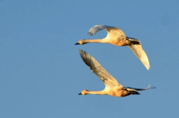 水鏡波光鴻影飛——阿旗沙壩天鵝掠影 水鏡波光鴻影飛——阿旗沙壩天鵝掠影