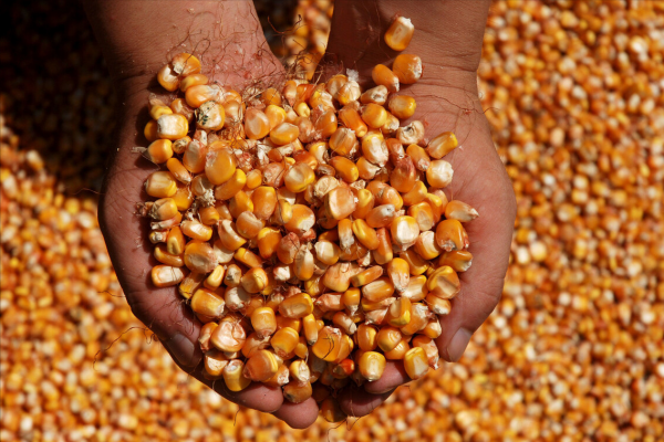 2021年全球糧價漲逾40%,2022年糧食價格還會上漲嗎? 2021年全球糧價漲逾40%,2022年糧食價格還會上漲嗎?