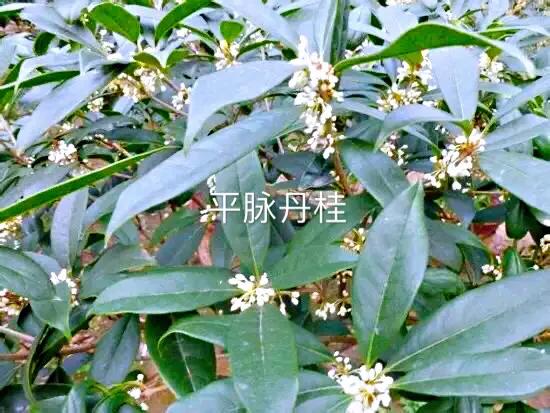 桂花品種分類（附：154個桂花培育品種分類表）