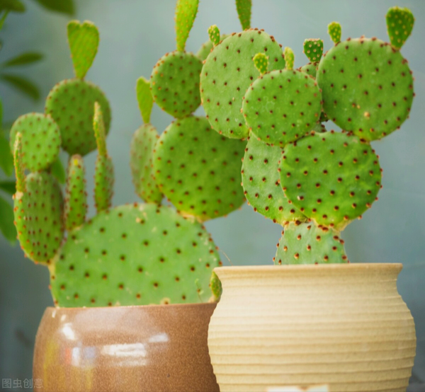 一花一世界、一佛一如來、失眠睡不好，選棵氧氣花 香豔又安神