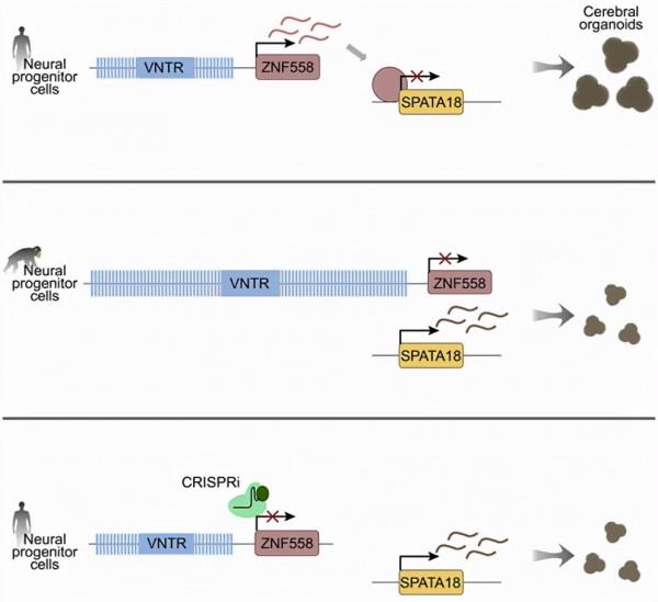 Cell Stem Cell:是什麼讓我們成為人類?答案可能會在垃圾DNA中找到 Cell Stem Cell:是什麼讓我們成為人類?答案可能會在垃圾DNA中找到