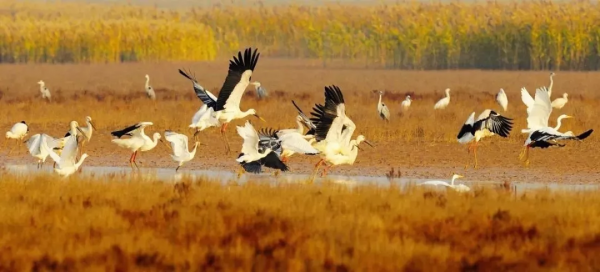 第一站,黃河入海口! 第一站,黃河入海口!