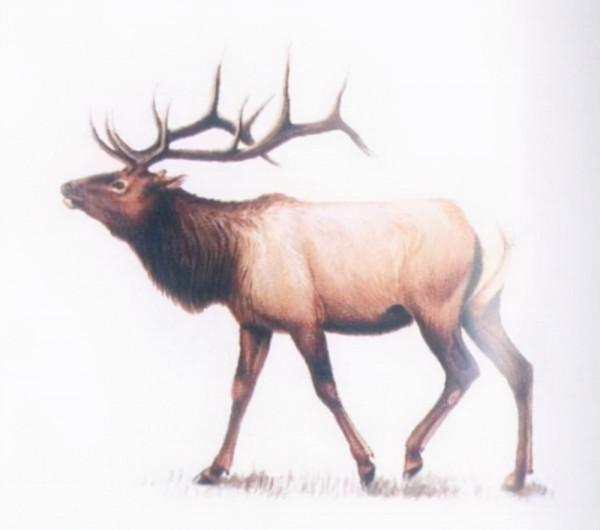 殖民時代，被人類滅絕的23種可愛的動物，如今只留下了最後的圖片