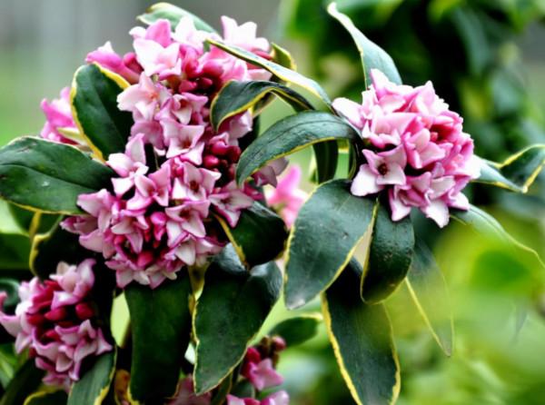 網購到金邊瑞香花，想要不打蔫，成活快，教你正確操作步驟