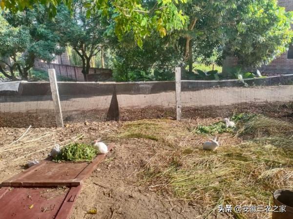 利用24只兔子,在3年內實現發財致富,農村小夥能實現願望嗎 利用24只兔子,在3年內實現發財致富,農村小夥能實現願望嗎