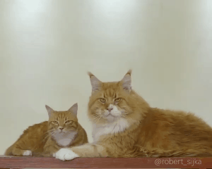 貓大十八變，來看看小眼緬因貓的蛻變史