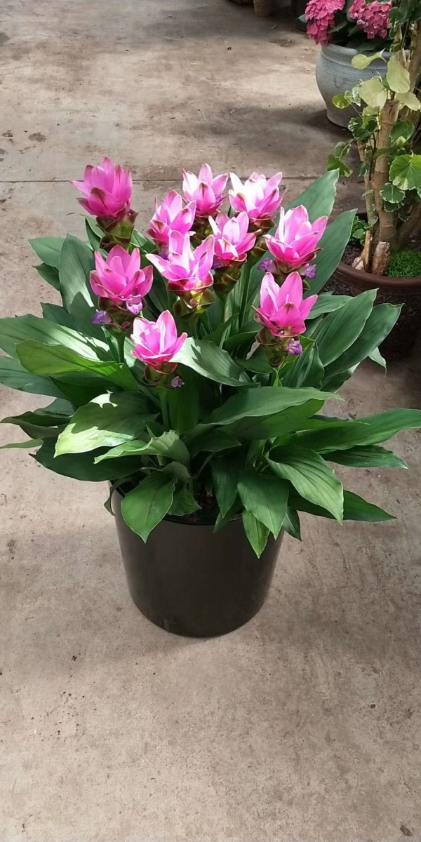 初春去花市，4種花再便宜也不要買，買回家養不了多久就死