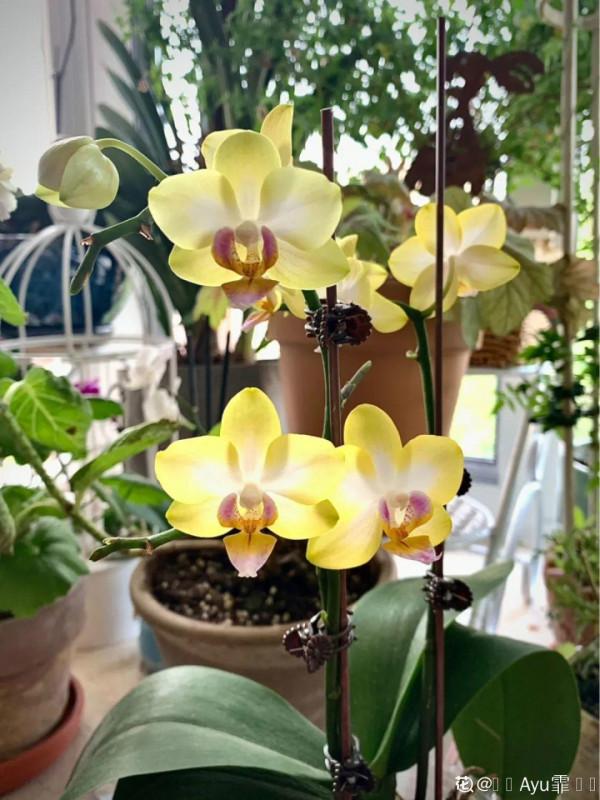 1種花名叫“花毛茛”,開花像是小蝴蝶,顏值超高 1種花名叫“花毛茛”,開花像是小蝴蝶,顏值超高