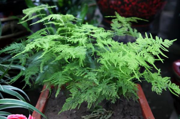 客廳不要亂養花,這5種“盆花”才正門楣,為家納福,養人養身 客廳不要亂養花,這5種“盆花”才正門楣,為家納福,養人養身