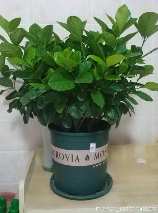 三角梅剪 一剪,搬出去曬曬,呼呼爆花 三角梅剪 一剪,搬出去曬曬,呼呼爆花