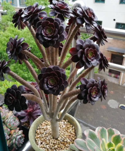 6種&OpenCurlyDoubleQuote;小多肉&rdquo;，輕鬆養成&OpenCurlyDoubleQuote;樹&rdquo;，身高八米，開花漂亮