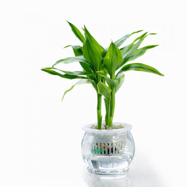 怎麼養好富貴竹，既養眼又能淨化空氣