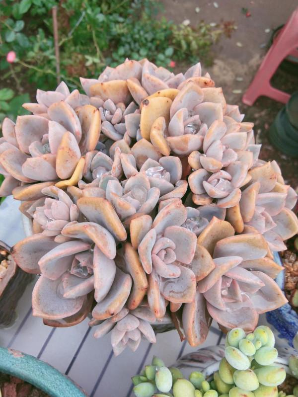 都說女大十八變,其實多肉也是,快來圍觀這些漂亮多肉以前有多醜 都說女大十八變,其實多肉也是,快來圍觀這些漂亮多肉以前有多醜