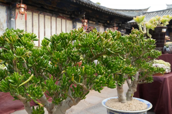 春節到朱家花園看多肉