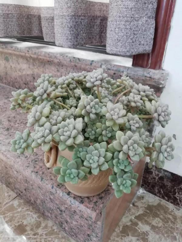 丸葉姬秋麗是多肉界的“潛力股”,不比貴貨差 丸葉姬秋麗是多肉界的“潛力股”,不比貴貨差