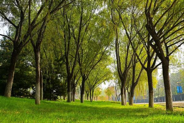 獨一無二！公園裡也能跑火車！京西這處免費的森林公園，值得玩