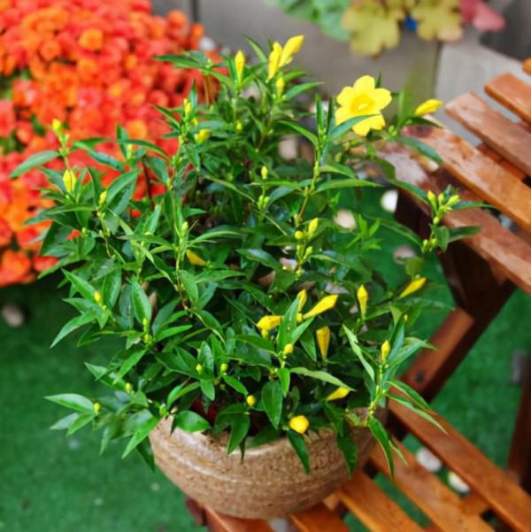 越美的花越有毒，生活誠不欺我！快來認識七種大毒花，避免受傷害