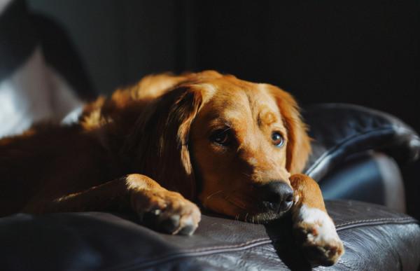 夜晚的時候，狗狗會突然對著空氣狂吠，真的能看到不乾淨的東西？