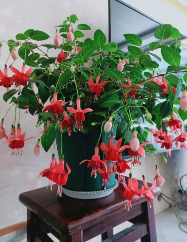 家裡光線差，就養17種“陰性花”，漂亮有格調，貴氣又吉利