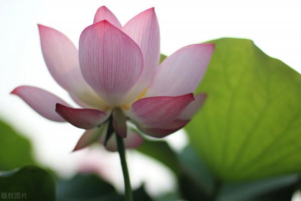 《愛蓮說》的作者周敦頤,是我們宇宙生成論的鼻祖 《愛蓮說》的作者周敦頤,是我們宇宙生成論的鼻祖