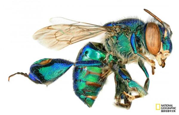 一年只發一次，2021年度最佳野生動物攝影