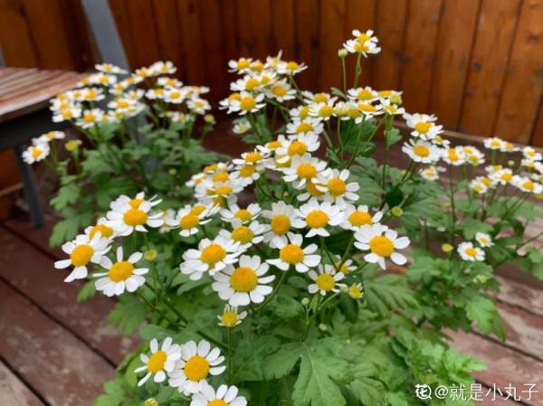 花市“一次性”的盆栽，開完花就死，未免太可惜