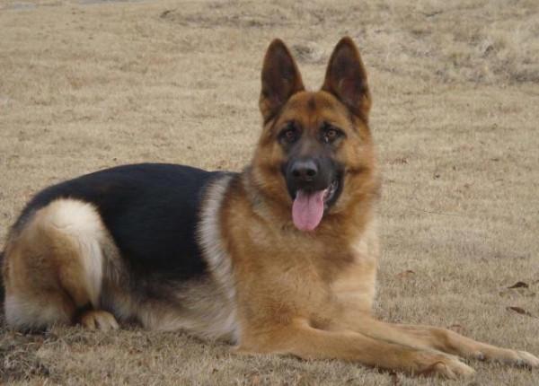 盤點最“慫”的幾種狗,不能保護主人,溜得比誰都快 盤點最“慫”的幾種狗,不能保護主人,溜得比誰都快