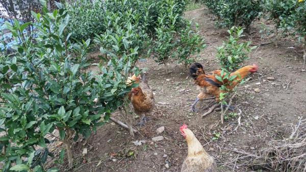 一個鍋子、一湯、一份米飯共163元,這樣的農家樂你還會去吃嗎? 一個鍋子、一湯、一份米飯共163元,這樣的農家樂你還會去吃嗎?