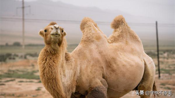 25個冷知識：或許有些不合邏輯，但是經過檢驗的有趣事實