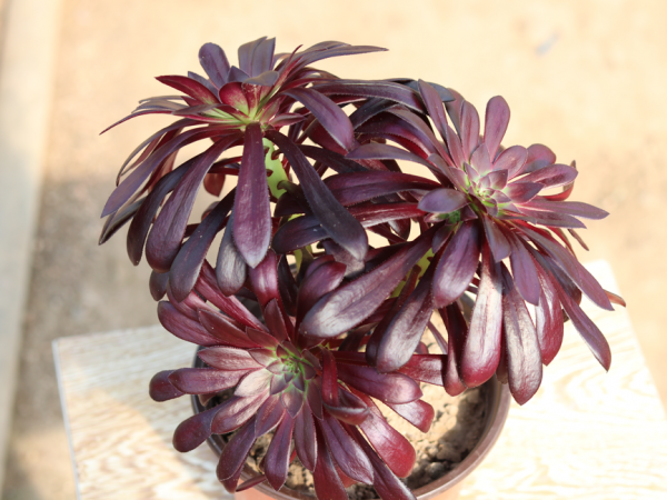 立春以後，正是法師&OpenCurlyDoubleQuote;上狀態&rdquo;最佳時間，記住3點，顏色快速變美