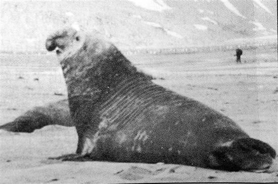 潮人新知｜人類窺探南極大陸上的諸多“第一次”