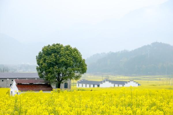 散文集—春野遼曠,在歲月深處歌唱 散文集—春野遼曠,在歲月深處歌唱