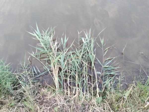 我就納悶了，為啥我費大勁配的餌還沒人家隨手撿的蘆葦葉好用呢？