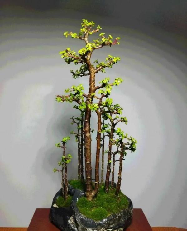 金枝玉葉黃葉掉葉,掌握一招,葉綠花繁,顏值高 金枝玉葉黃葉掉葉,掌握一招,葉綠花繁,顏值高