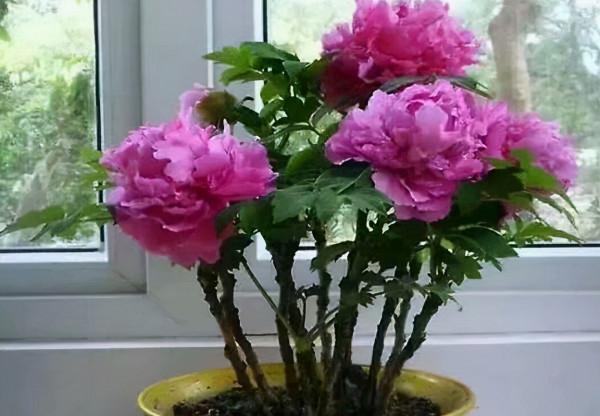 3種“耐寒花”，零下30度都凍不死！很適合秋天栽種