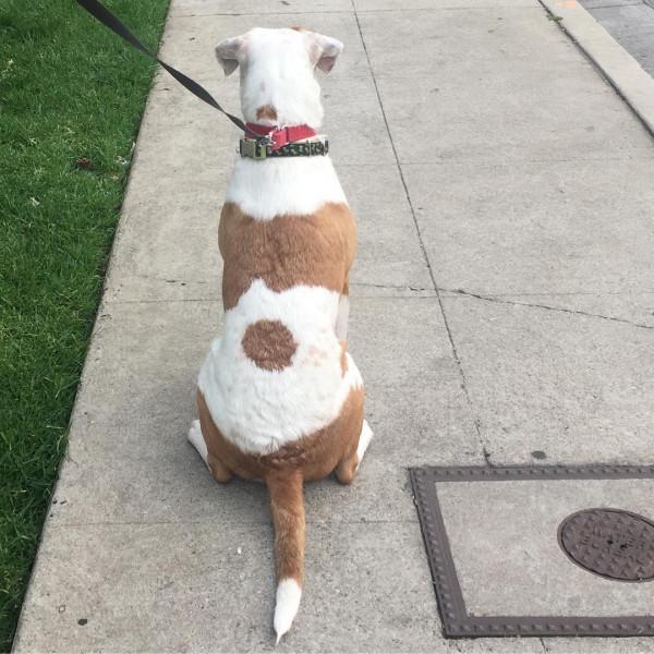 22只擁有奇怪花紋的動物！貓咪蝙蝠俠傻傻分不清楚