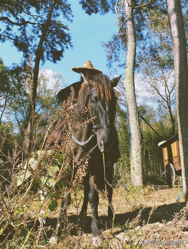 雪中悍刀行:各角色騎馬劇照,看到“二姐”徐渭熊,很難不心動 雪中悍刀行:各角色騎馬劇照,看到“二姐”徐渭熊,很難不心動