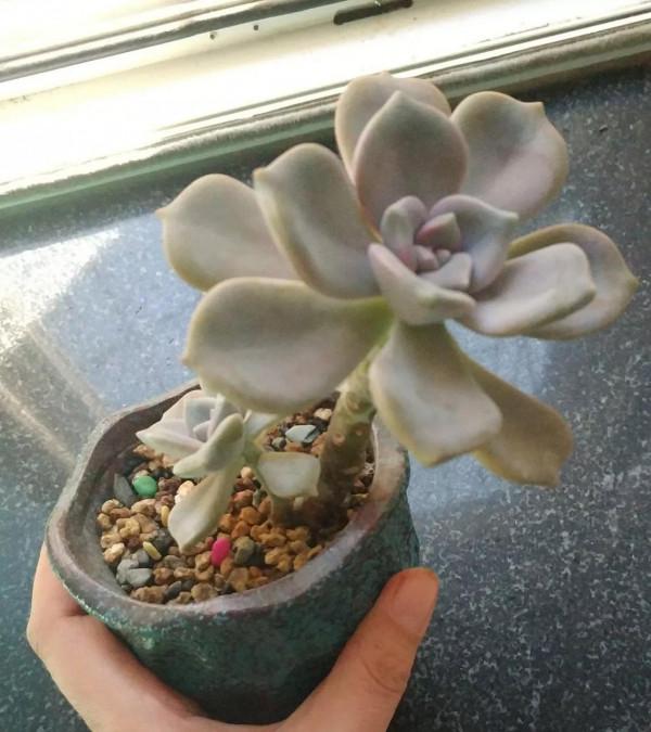 早穿棉襖、午穿紗！溫差越來越大，多肉也要越來越美哦