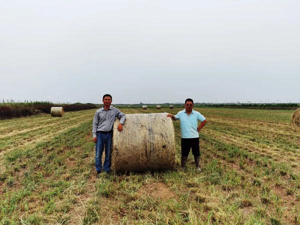 遺傳所在長穗偃麥草濱海草帶研究中取得進展 遺傳所在長穗偃麥草濱海草帶研究中取得進展