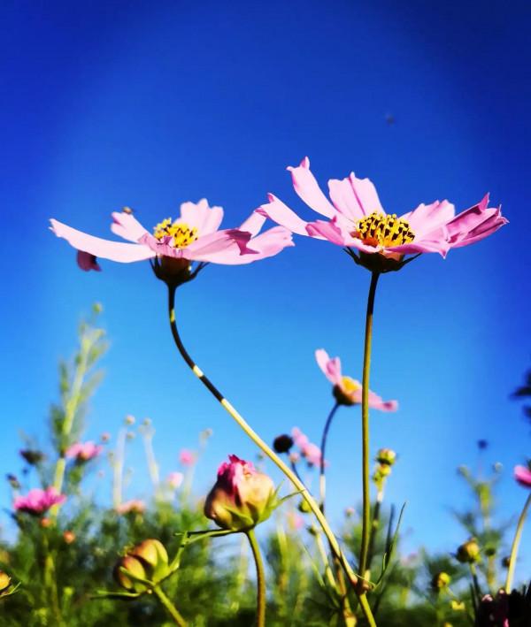 中秋節雜詠 (律詩)