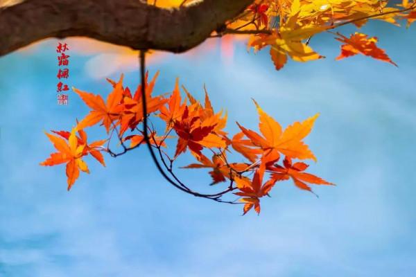 如此美豔！這裡的“楓”景值得去打卡