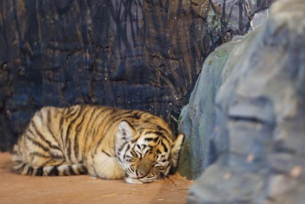 俄羅斯動物園裡的孟加拉虎