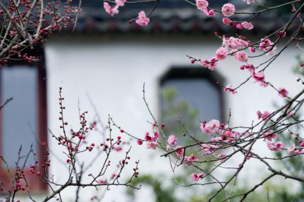如果家中有院子，定要種上“花中四君子”，流轉四季美如畫，安排