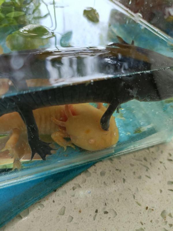 蠑螈的再生能力