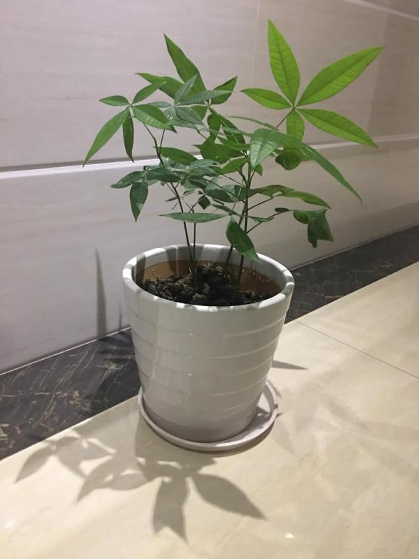 3棵小苗能成活嗎？