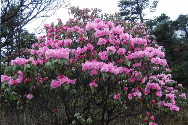 7種&OpenCurlyDoubleQuote;土豪花&rdquo;，貴的太離譜，工薪族&OpenCurlyDoubleQuote;捨不得&rdquo;，看看解解饞