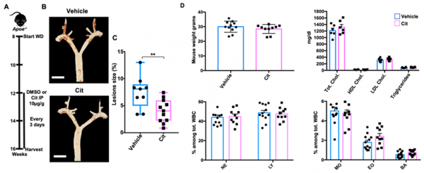 《科學》：炎症竟會循&OpenCurlyDoubleQuote;味兒&rdquo;而動！科學家發現，血管巨噬細胞存在嗅覺受體，與血液中的辛醛互作引發炎症，導致動脈粥樣硬化丨科學大發現