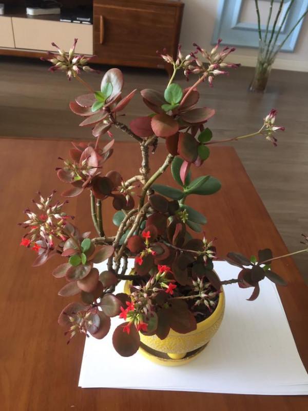 這10款多肉耐陰能力強，在室內陽臺上照樣長得漂亮，養起來真省心