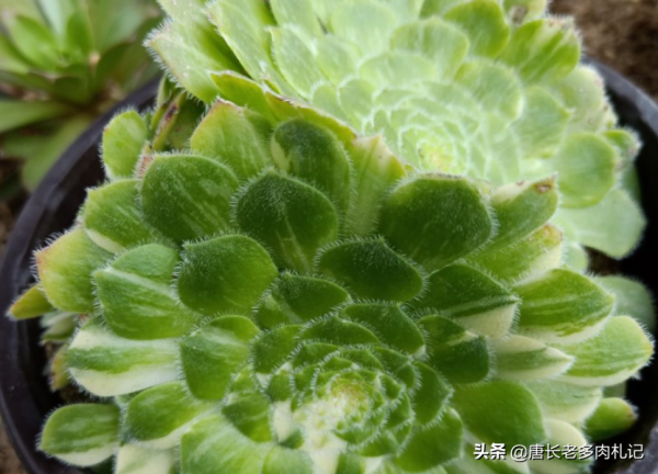 多肉姬明鏡和明鏡,前者是法師中的小可愛,而後者神似麥田怪圈 多肉姬明鏡和明鏡,前者是法師中的小可愛,而後者神似麥田怪圈