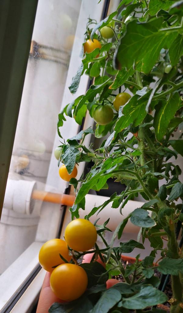 陽臺種菜不香嗎？這4種蔬菜很好種，掛果多、美觀養眼又美味